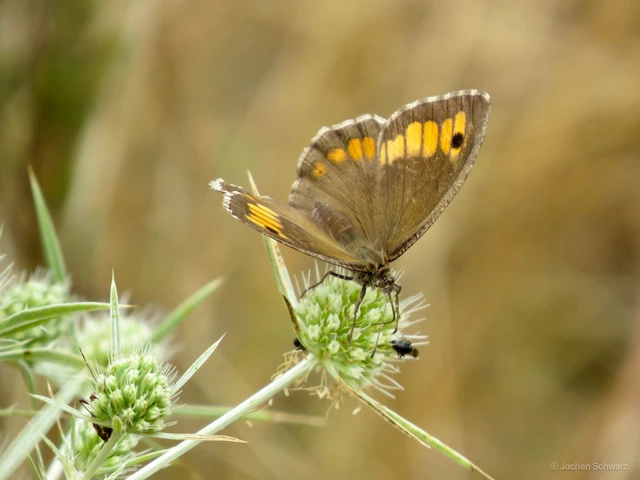 Arethusana arethusa - közönséges szemeslepke