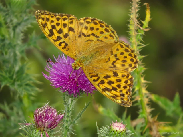 Argynnis paphia - nagy gyöngyházlepke