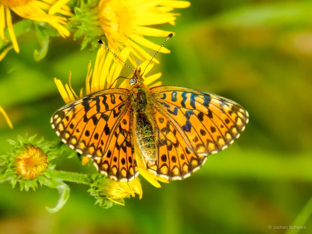 Boloria selene - fakó gyöngyházlepke