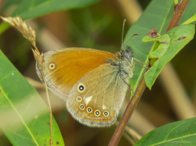 Coenonympha glycerion - közönséges szénalepke
