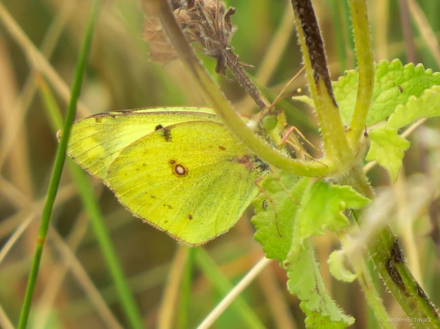 Colias hyale - kéneslepke