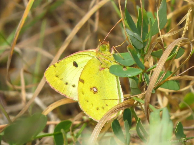 Colias hyale - kéneslepke