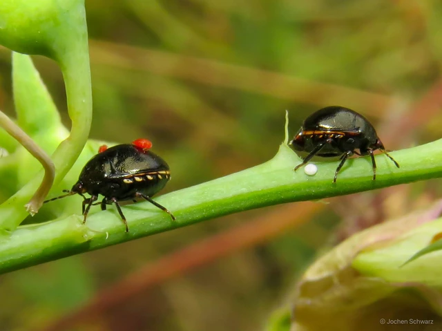 Coptosoma Coptosoma