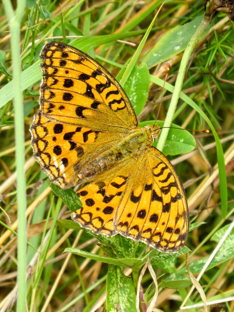 Argynnis adippe - ezüstös gyöngyházlepke