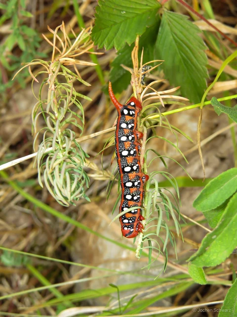 Hyles euphorbiae - kutyatejszender