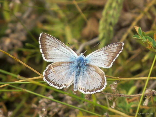 Polyommatus coridon - ezüstkék boglárka