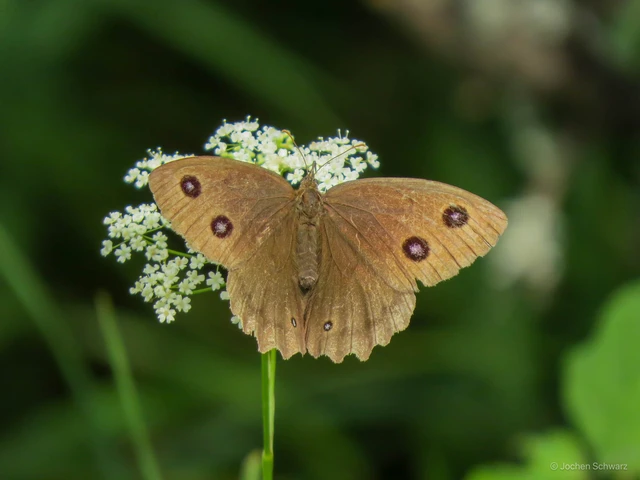 Minois dryas - fekete szemeslepke