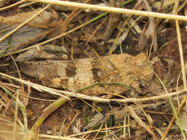 Oedipoda caerulescens - kékszárnyú sáska