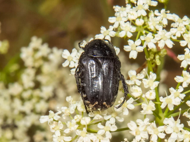 Oxythyrea funesta - sokpettyes virágbogár