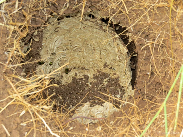 Vespula vulgaris - kecskedarázs