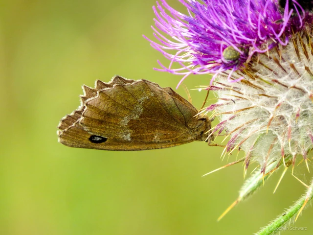 Minois dryas - fekete szemeslepke