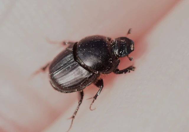 Onthophagus taurus - szarvas trágyatúró