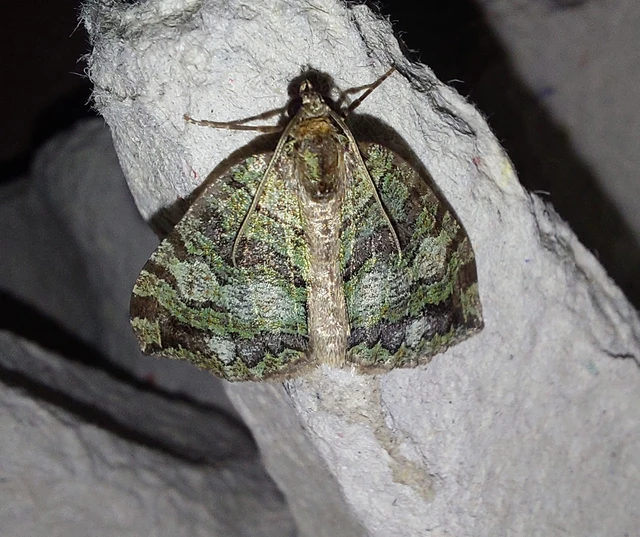 Hydriomena furcata - változékony tarkaaraszoló