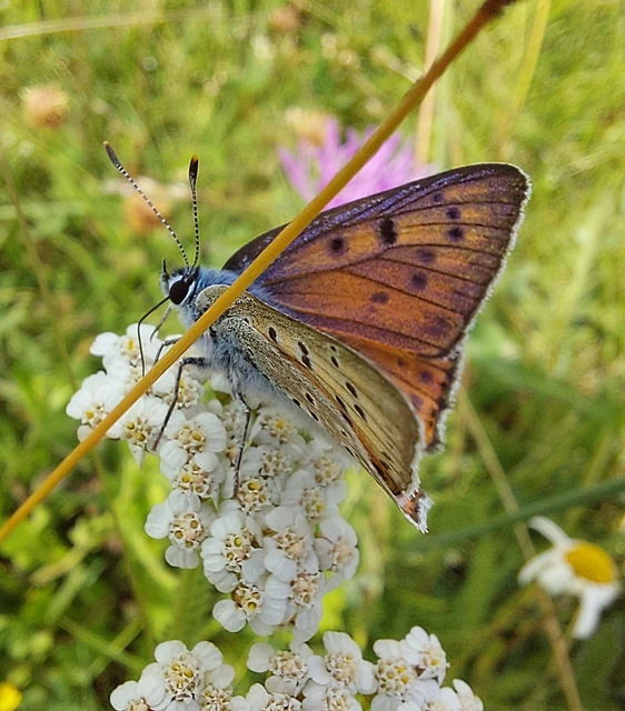Lycaena alciphron - ibolyás tűzlepke