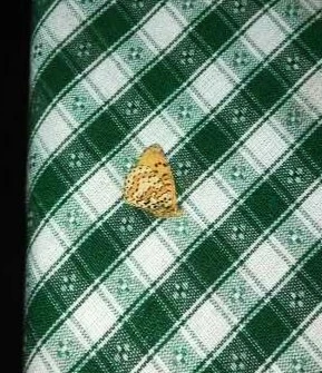 Melitaea didyma - tüzes tarkalepke