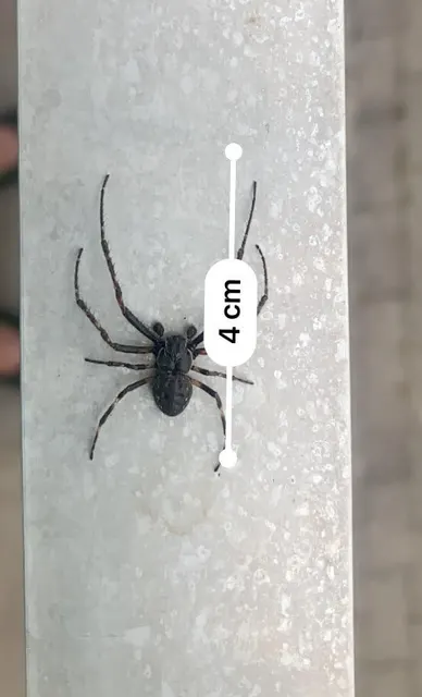 Nuctenea umbratica - közönséges rés-keresztespók