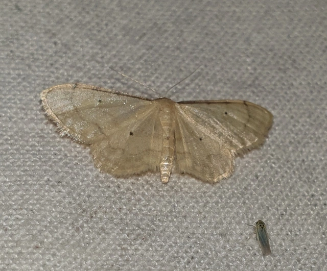 Idaea politaria - vonalas apróaraszoló