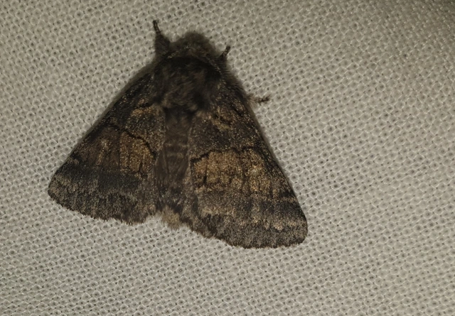 Gluphisia crenata - kormos púposszövő