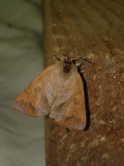 Clostera anastomosis - barna levélszövő