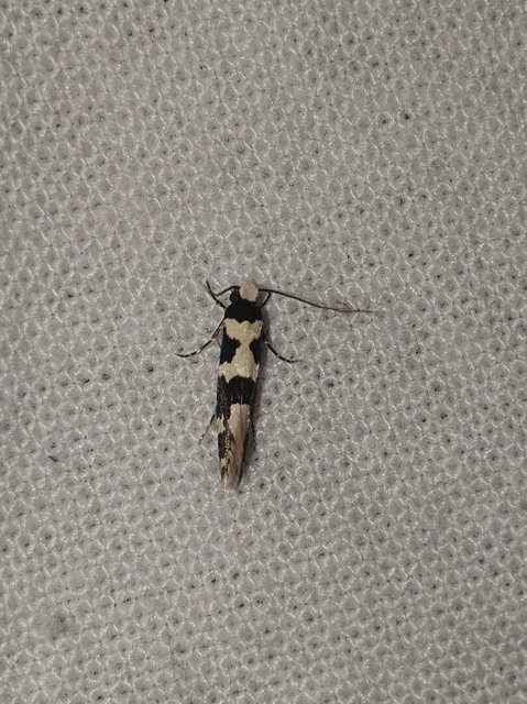 Neurothaumasia ankerella - magyarmoly