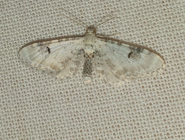 Eupithecia centaureata - búzavirág-törpearaszoló