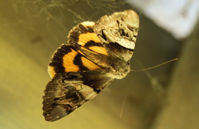 Catocala fulminea - galagonya-övesbagoly