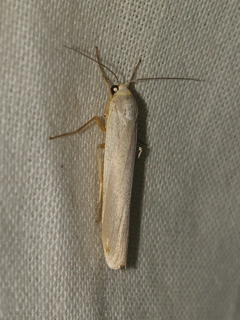 Eilema pseudocomplana - hamis zuzmószövő