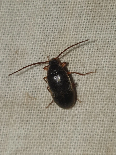 Hymenalia rufipes - rőtlábú alkonybogár