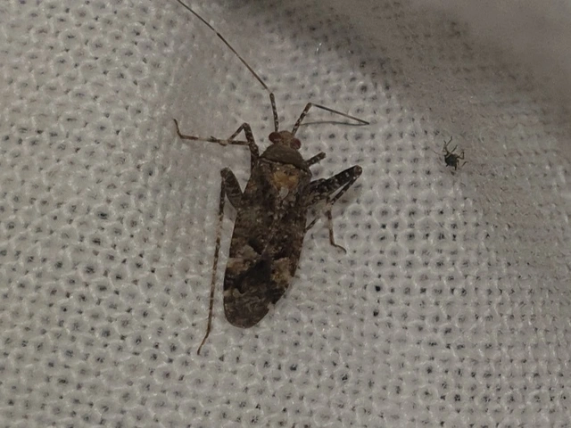 Phytocoris