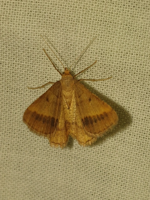 Tephrina arenacearia - lucerna-araszoló