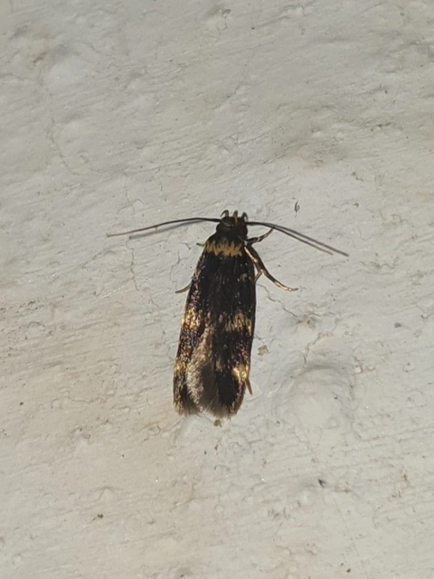 Autostichidae - avarmolyfélék