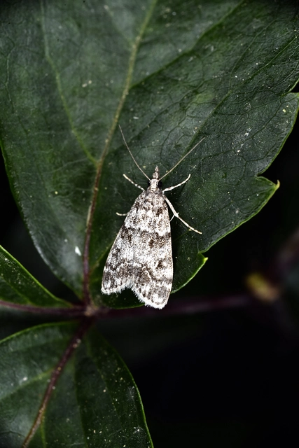 Scopariinae