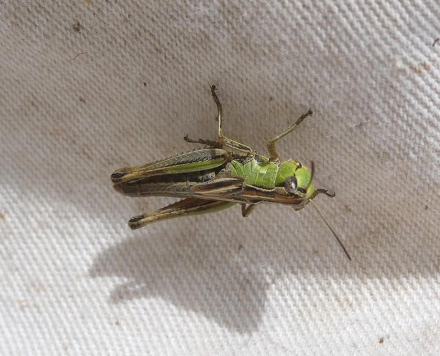 Pseudochorthippus parallelus - közönséges rétisáska