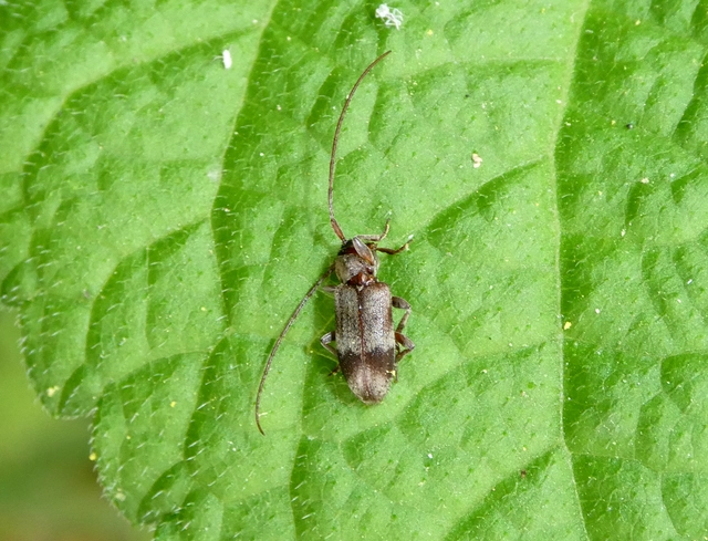 Exocentrus lusitanus - hársfa-rőzsecincér