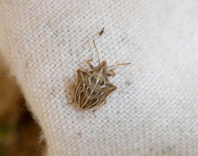 Ancyrosoma leucogrammes - vállas poloska