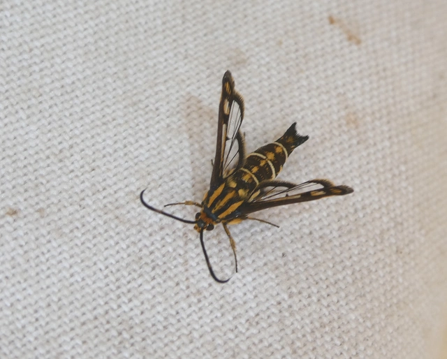Sesiidae - szitkárfélék