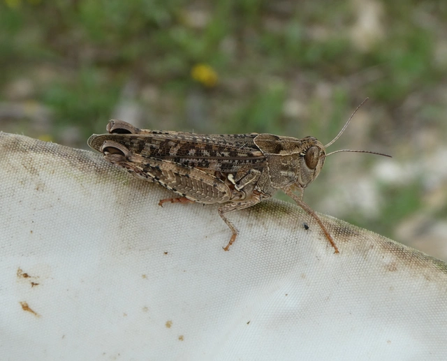 Calliptamus italicus - olaszsáska