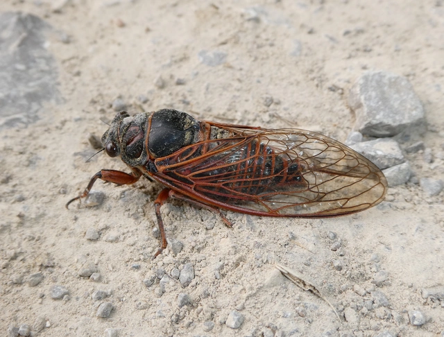 Tibicina haematodes - óriás-énekeskabóca