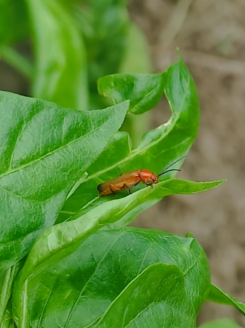Rhagonycha fulva - feketevégű lágybogár Rhagonycha fulva - feketevégű lágybogár