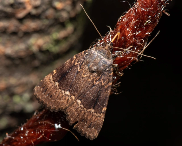 Amphipyra pyramidea - fahéjszínű bagoly