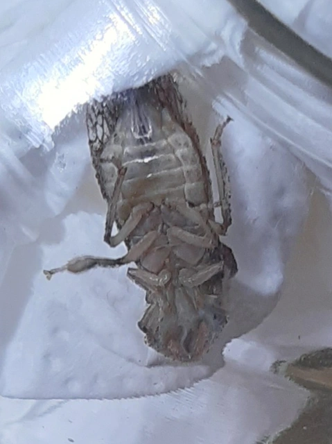 Ledra aurita - füleskabóca
