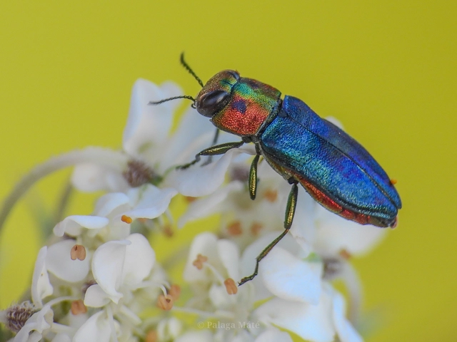 Anthaxia signaticollis - keleti virágdíszbogár