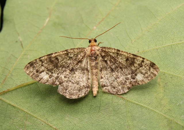Parectropis similaria - barna zuzmóaraszoló