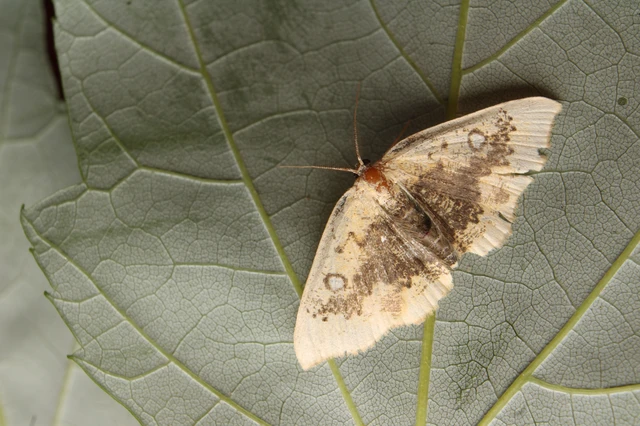 Cyclophora albiocellaria - juhar-pettyesaraszoló