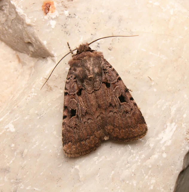 Chersotis rectangula - barna földibagoly