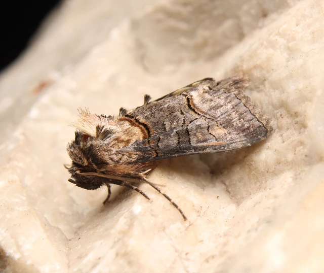 Abrostola asclepiadis - barnaövű csalánbagoly