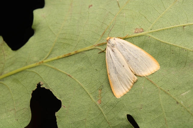 Cybosia mesomella - csontszínű molyszövő