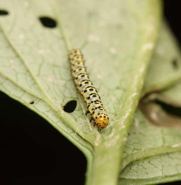 Shargacucullia scrophulariae - görvélyfű-csuklyásbagoly