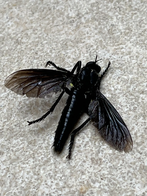 Asilidae - rablólégyfélék