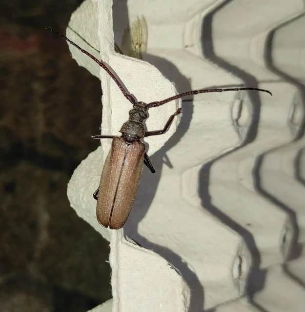 Aegosoma scabricorne - diófacincér